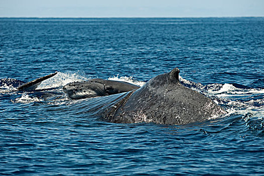 驼背鲸,大翅鲸属,鲸鱼,海洋,表面,毛伊岛,夏威夷