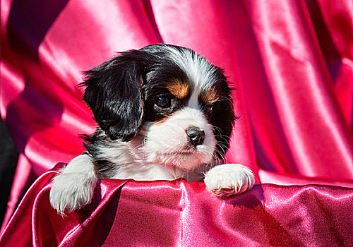 查尔斯王犬,小狗,深粉色,背景