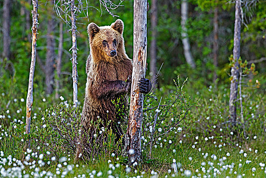棕熊,货摊,树干,卡瑞里亚,芬兰,欧洲