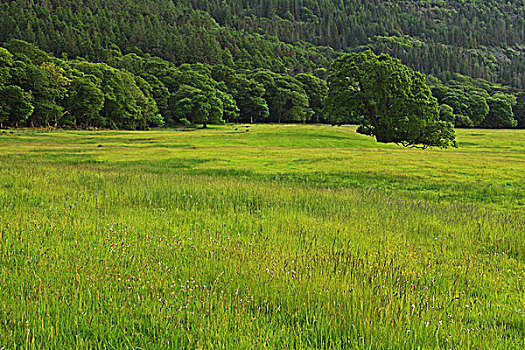 草,山,遮盖,树,基拉尼国家公园,芒斯特,区域,凯瑞郡,爱尔兰