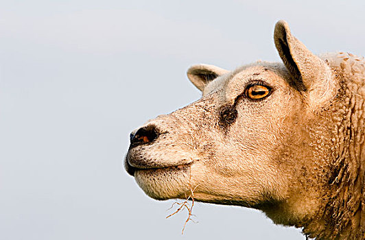 家羊,绵羊,弗里斯兰省,荷兰