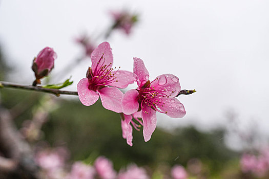 细雨中的桃花盛开烟雨迷蒙乱人眼