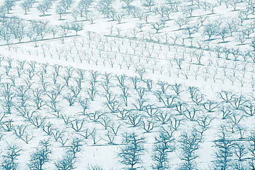 果园,雪中,全画幅