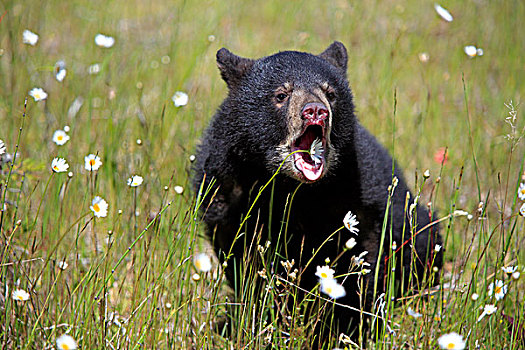 美洲黑熊,幼兽,蒙大拿,美国,北美