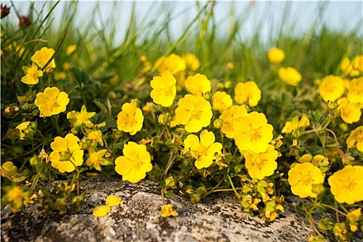 小,黄花