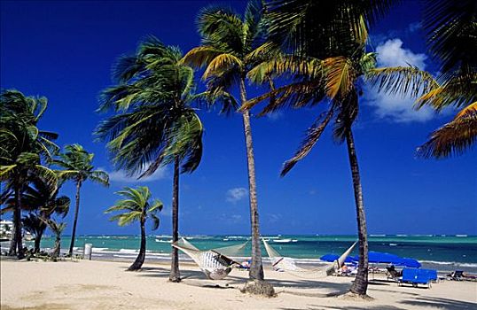 海滩,棕榈树,靠近,圣胡安,波多黎各,加勒比海
