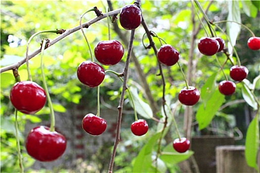 红色,成熟,樱桃,悬挂,枝条