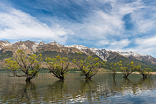 柳树,站立,水,瓦卡蒂普湖,靠近,皇后镇,奥塔哥,南部地区,新西兰,大洋洲
