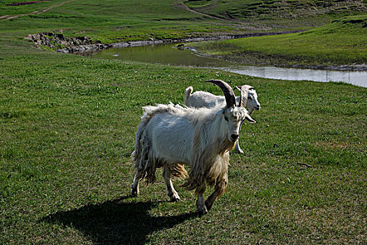 内蒙古呼伦贝尔,中国第一曲水,莫尔格勒河畔金帐汗蒙古部落草原的羊群