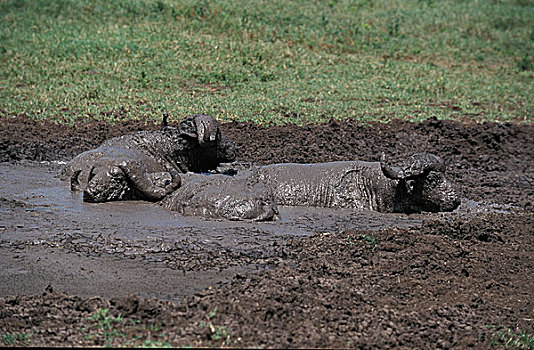 非洲水牛,成年,泥,沐浴,塞伦盖蒂,公园,坦桑尼亚