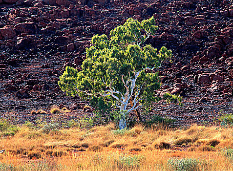 桉树,树,西北地区,澳大利亚