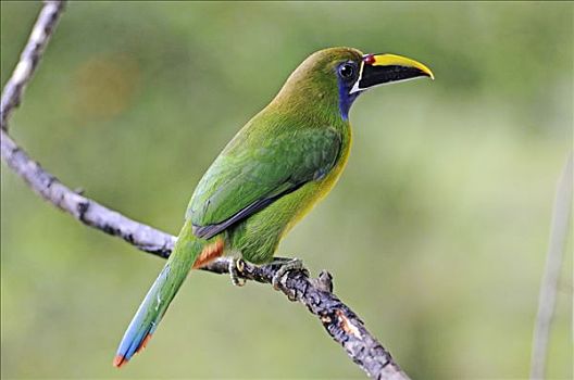 翠绿色,哥斯达黎加,中美洲