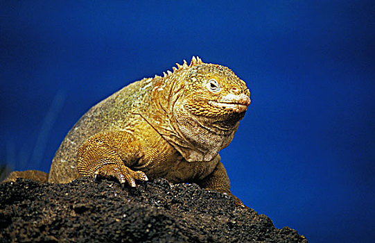 加拉帕戈斯,陆地,鬣蜥蜴,加拉巴哥陆鬣蜥,岩石上,蓝天,加拉帕戈斯群岛