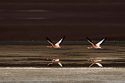 火烈鸟,反射,飞跃,红色,水,泻湖,乌尤尼,玻利维亚,南美