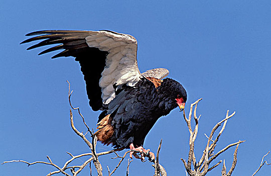 鹰,濒危,公园,南非