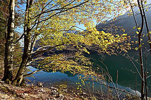 欧洲山毛榉,树,旁侧,秋天,奥地利