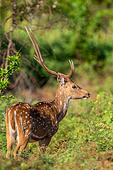 斯里兰卡从林里的野生梅花鹿