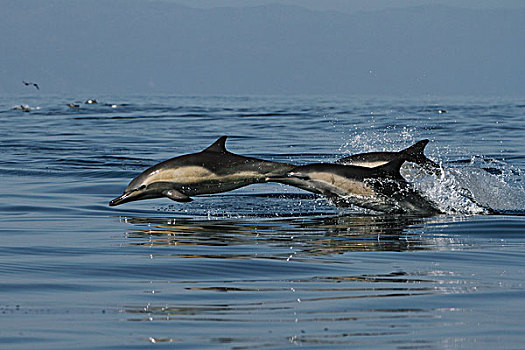 常见海豚,真海豚,跳跃,峡岛,加利福尼亚