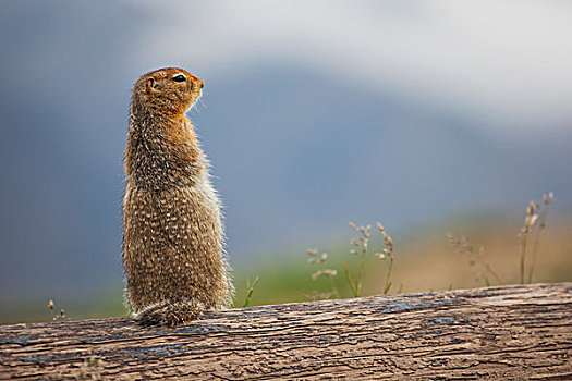 北极松鼠,坐,登录,德纳利国家公园和自然保护区,阿拉斯加,美国