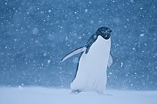 阿德利企鹅,雪中,风暴,南极