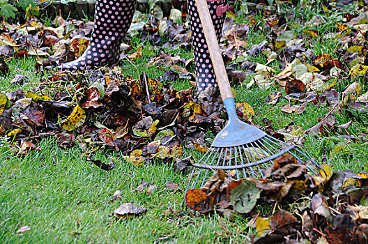 女人,园丁,穿,胶靴,耙,秋天,叶子,草坪,耙子,花园,英格兰,欧洲