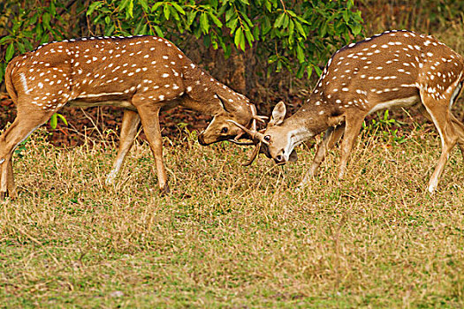 斑点,鹿,牡鹿,打斗,虎,自然保护区,马哈拉施特拉邦