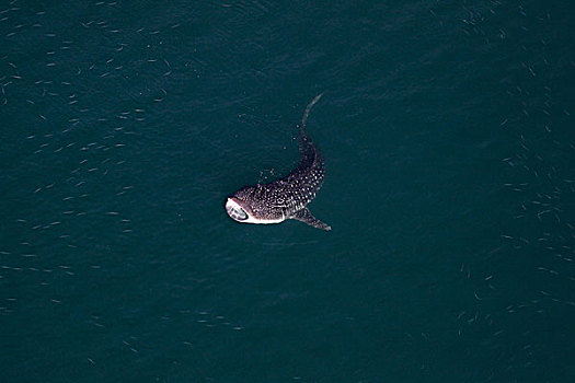 鲸鲨,喂食,靠近,海洋,表面,科特兹海,下加利福尼亚州,墨西哥