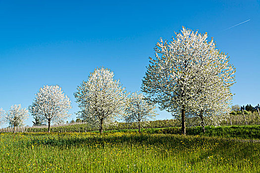 花,果树,春天,林道,康士坦茨湖,区域,巴伐利亚,德国,欧洲