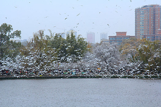 昆明翠湖公园雪景