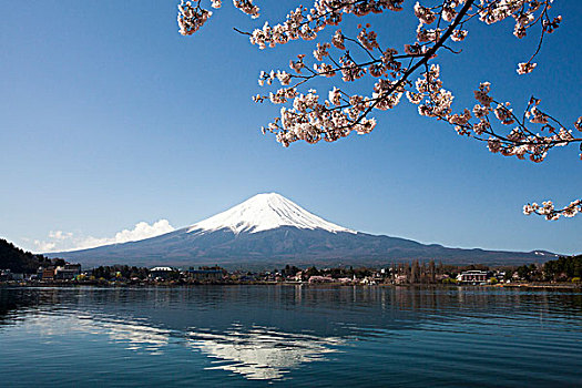 日本,樱花,湖,富士山
