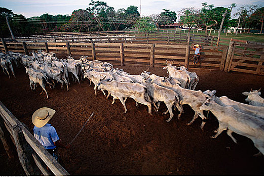 农民,放牧,牛,宽吻鳄,潘塔纳尔,巴西