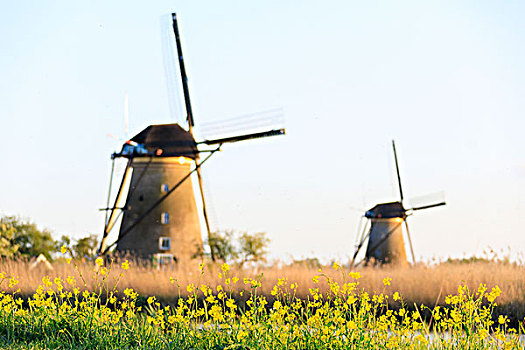 传统,荷兰,风车,框架,黄花,春天,小孩堤防风车村,荷兰南部,欧洲