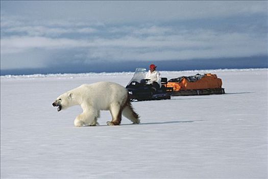 北极熊,靠近,男人,旅行,雪地车,巴芬岛,加拿大