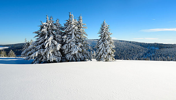 冬季风景,云杉,积雪,矿,山,萨克森,德国,欧洲