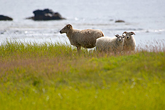 冰岛,斯奈山半岛,渔村,冰岛绵羊
