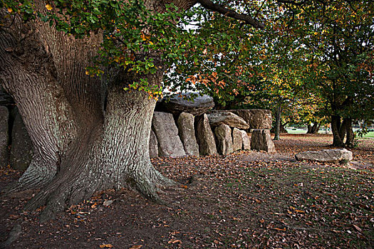 橡树,巨石,法国