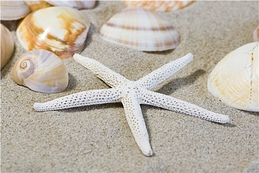 海星,海螺壳,海滩