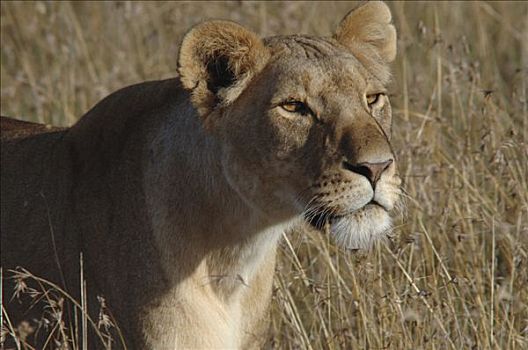雌狮,狮子,马赛马拉,肯尼亚,非洲