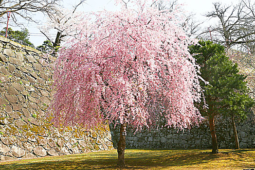 樱花,青森,日本