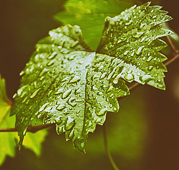 水滴,绿葡萄,叶子