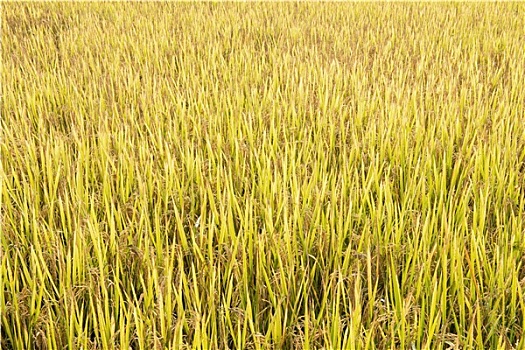 稻田,泰国