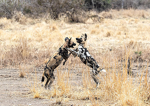 一对,非洲野狗,嘲弄,争斗,交际,南卢安瓜国家公园,赞比亚,非洲