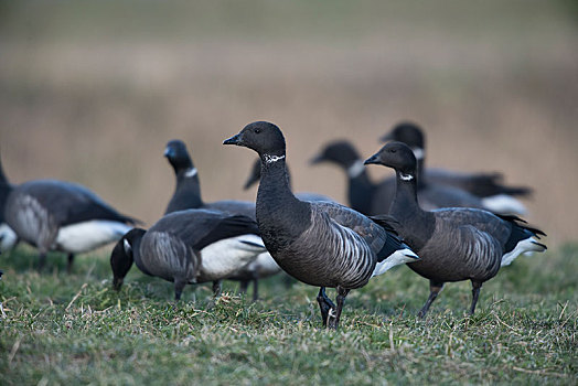 鹅,黑雁,草地,觅食,特塞尔,北荷兰,荷兰