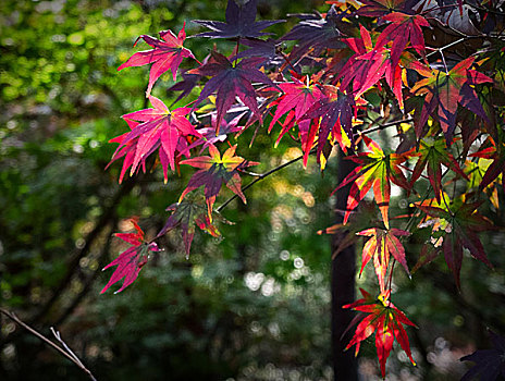 紅葉