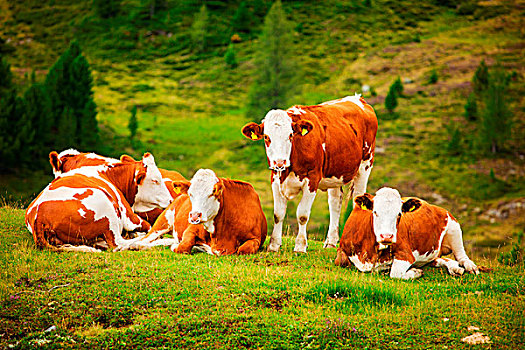 阿尔卑斯山,风景,母牛,地点