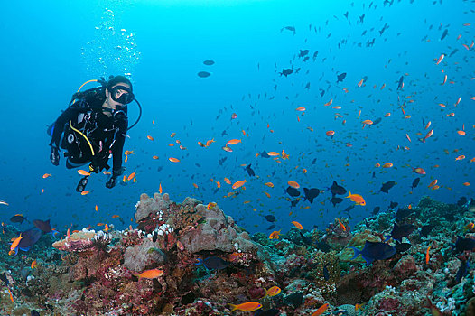 女性,潜水,游动,上方,珊瑚礁,看,成群,鲜艳,鱼,印度洋,马尔代夫,亚洲