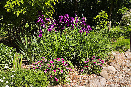 石头,紫色,鸢尾,花,后院,花园,春天