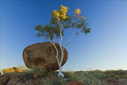 树,大理石,北领地州,澳大利亚