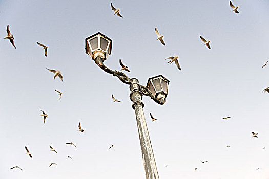 鸟,飞翔,上方,灯柱