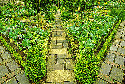 正规花园,卷心菜,莴苣,低,黄杨属,围篱